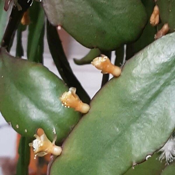 Rhipsalis elliptica 果實