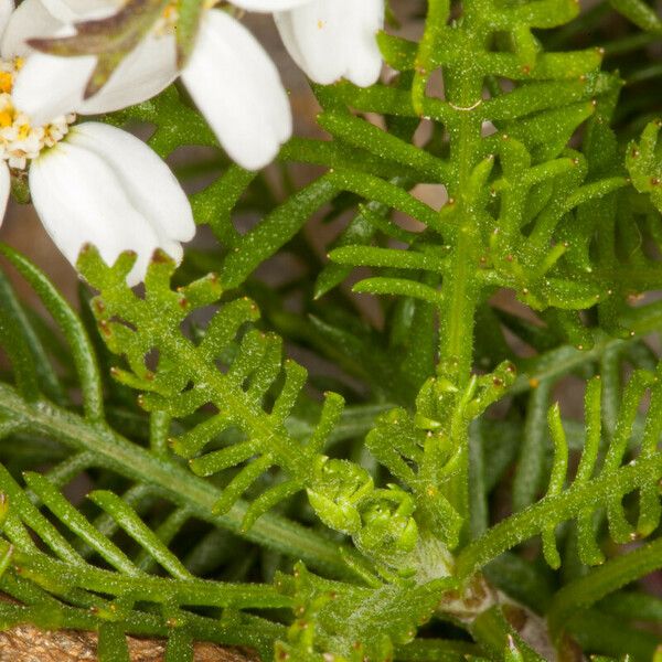 Achillea atrata Frunză