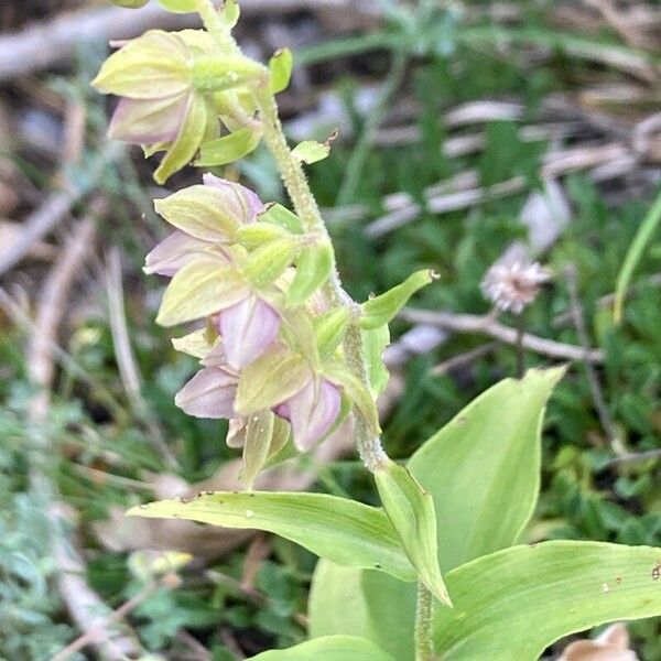 Epipactis helleborine Blüte