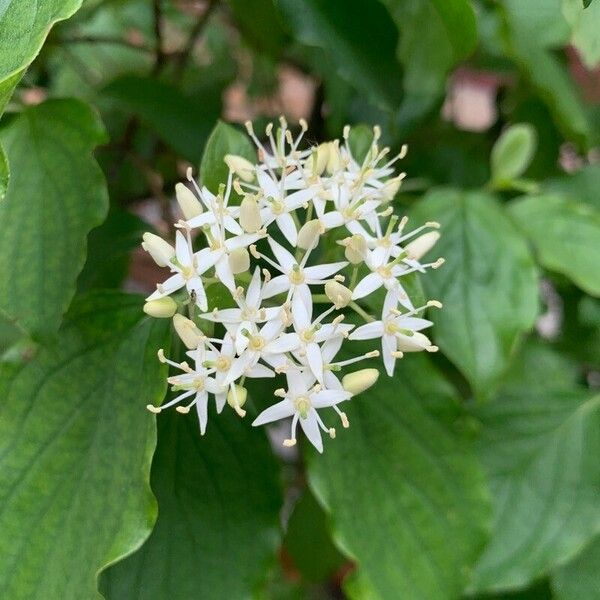 Cornus sanguinea برگ