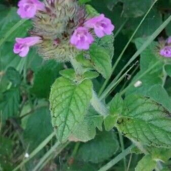 Clinopodium vulgare Blüte