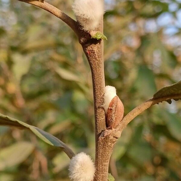 Salix cinerea Other