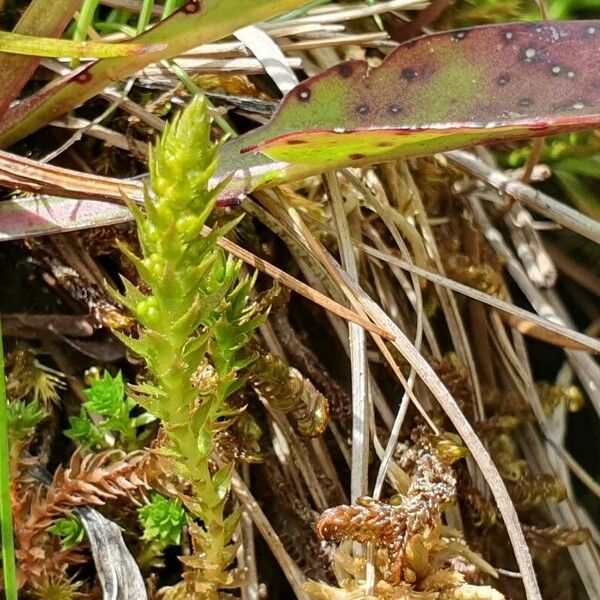 Selaginella selaginoides Levél