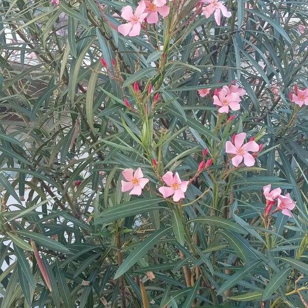 Nerium oleander Habit