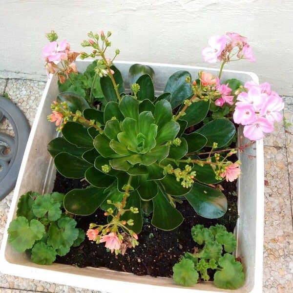 Lewisia cotyledon Кветка