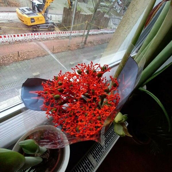 Jatropha podagrica Цветок