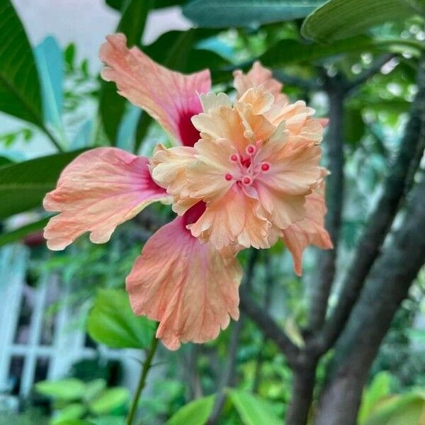 Hibiscus spp. Flower