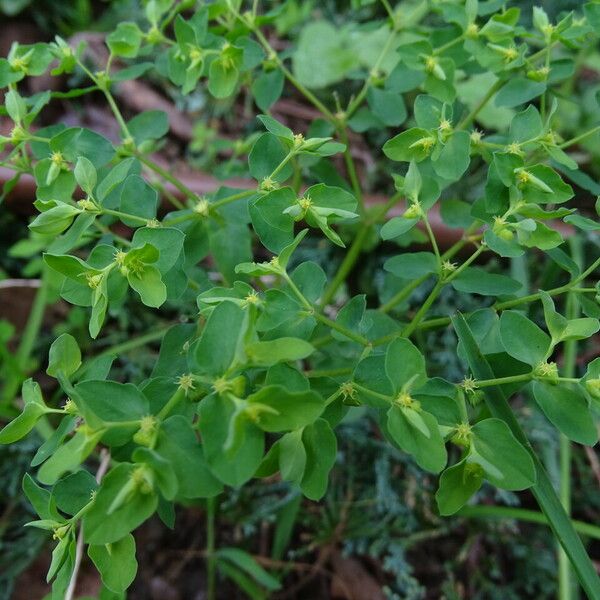 Euphorbia peplus Blatt