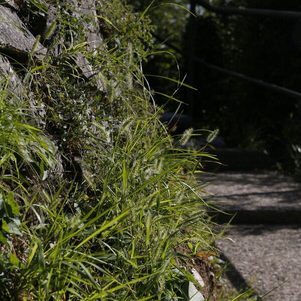 Setaria viridis Blomst