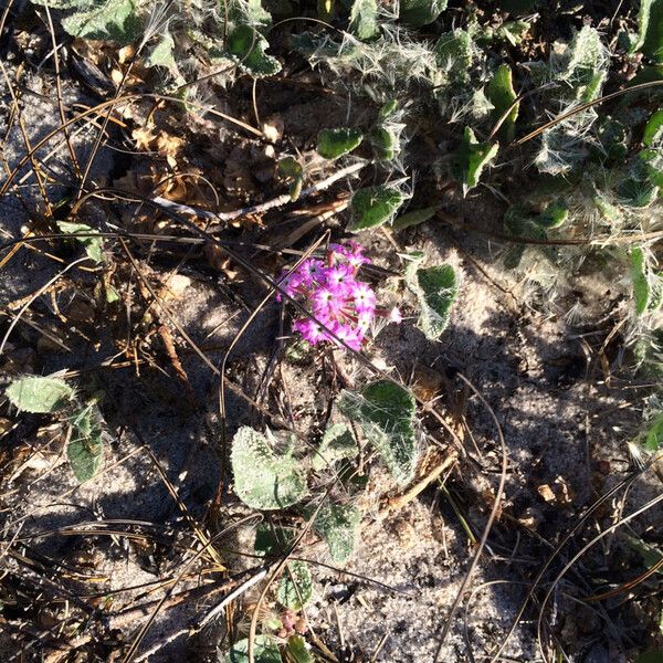 Abronia umbellata Hábitos