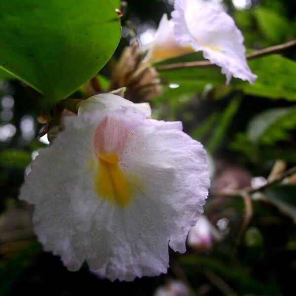 Costus lateriflorus 花