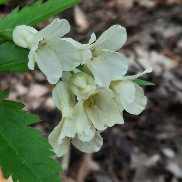 Cardamine kitaibelii 花