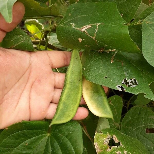 Phaseolus lunatus Fruit