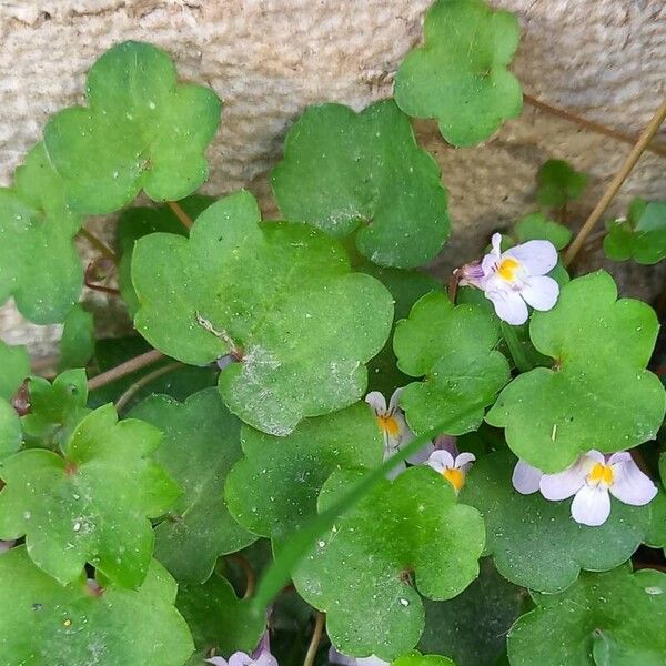 Cymbalaria muralis 葉