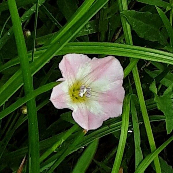 Convolvulus arvensis Кветка