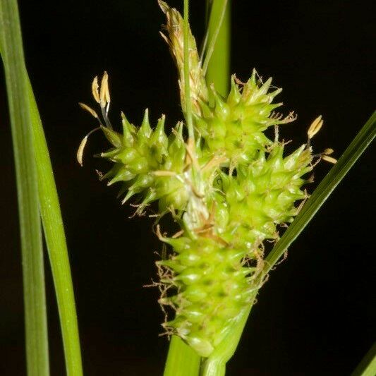 Carex extensa ᱮᱴᱟᱜ