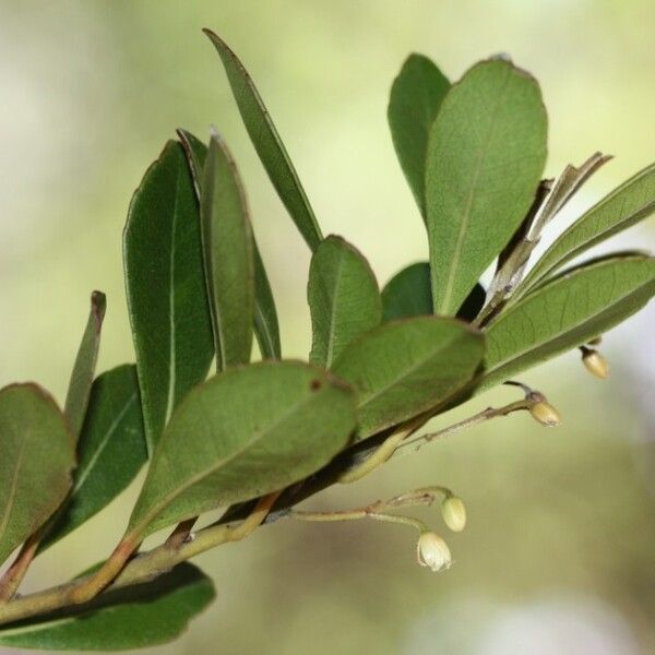 Elaeocarpus vaccinioides