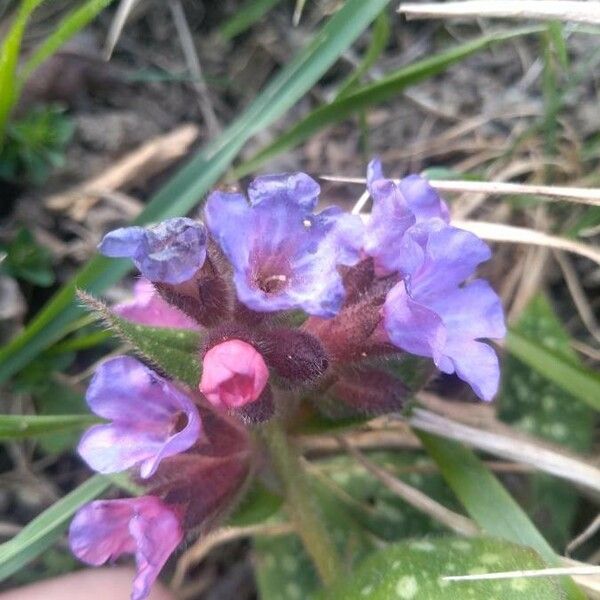 Pulmonaria longifolia Цветок