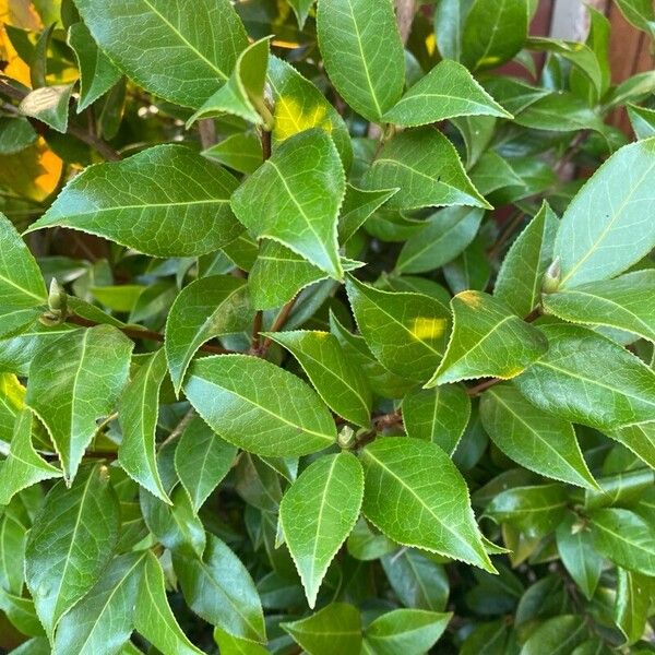 Camellia sasanqua Blatt