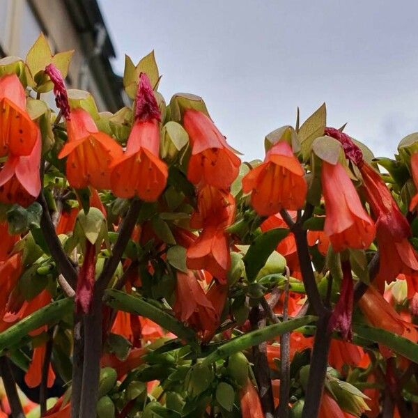 Kalanchoe delagoensis Kvet