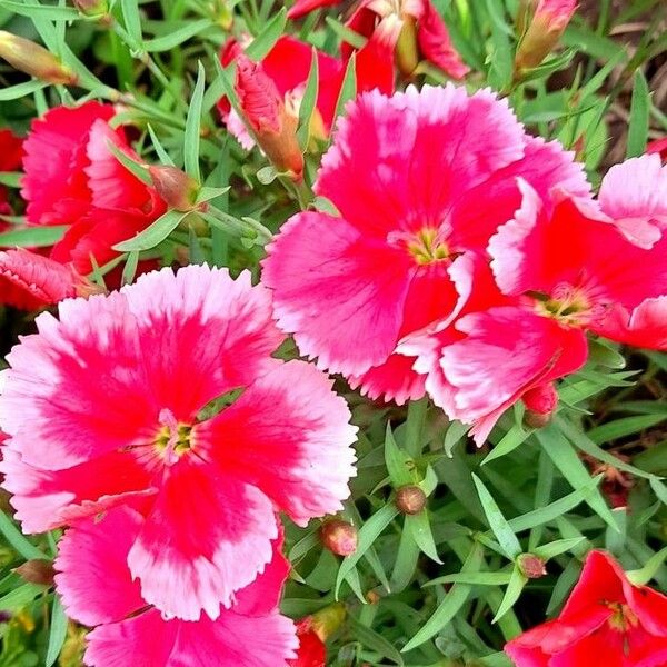 Dianthus chinensis Blomma