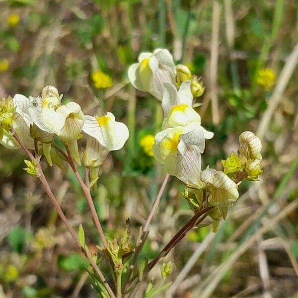 Linaria × sepium Flor