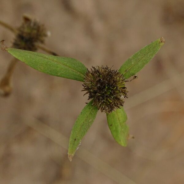 Mitracarpus hirtus Flor