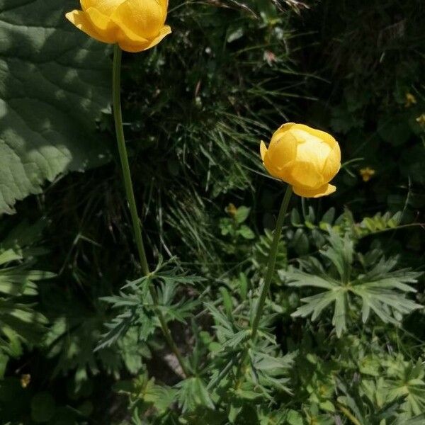 Trollius europaeus Цветок