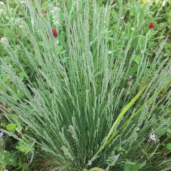 Festuca ovina Kvet