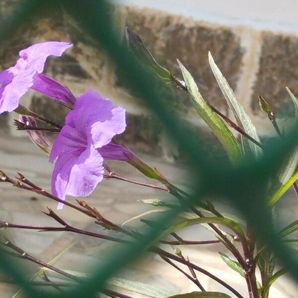 Ruellia simplex Kwiat