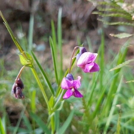 Lathyrus linifolius Blomst