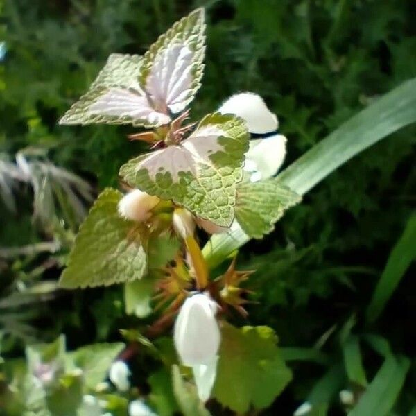 Lamium moschatum 葉