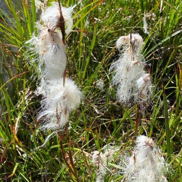 Eriophorum angustifolium Blomst