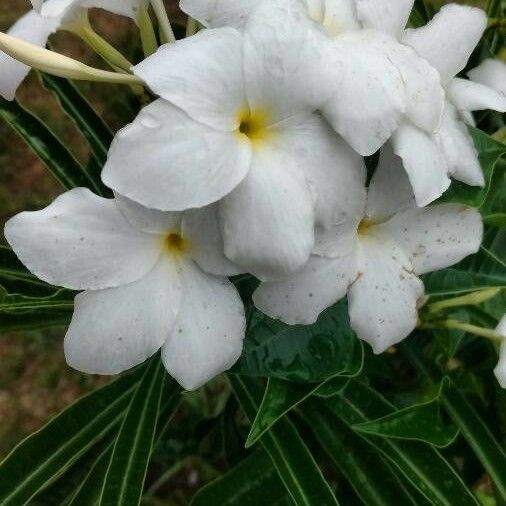 Plumeria pudica 花