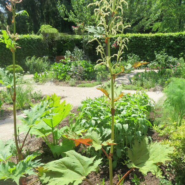 Rheum palmatum Habit