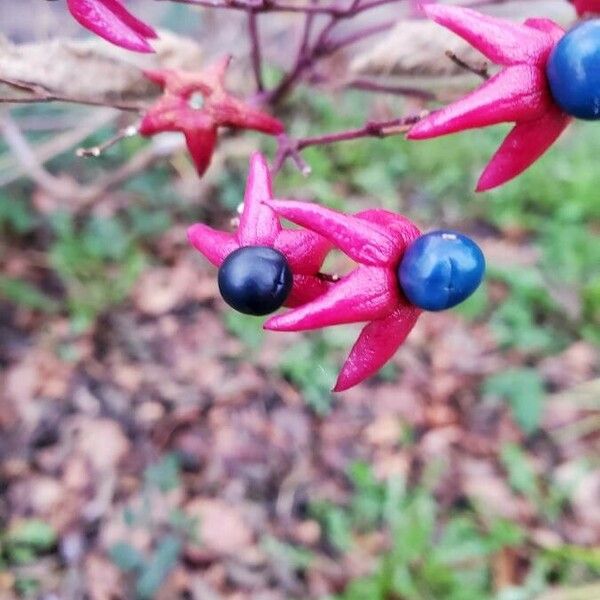 Clerodendrum trichotomum Frucht