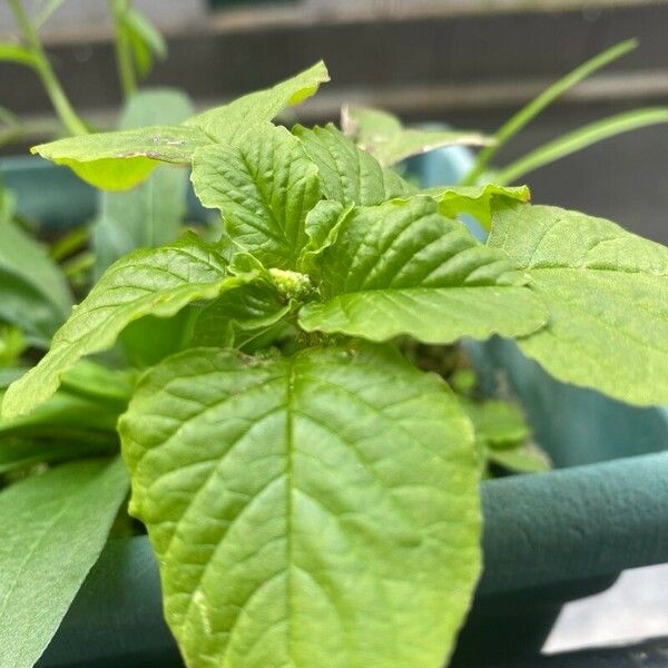 Amaranthus viridis 叶