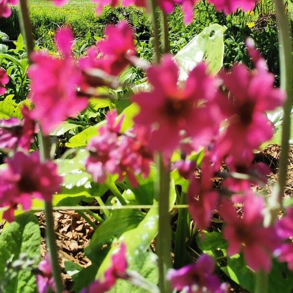 Primula bulleyana Flor