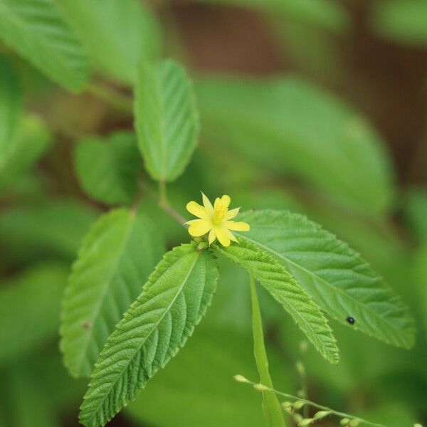 Corchorus trilocularis Flor