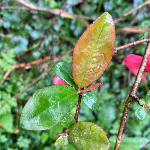 Chaenomeles speciosa পাতা