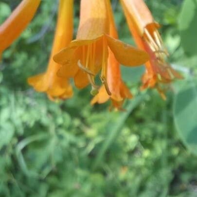 Lonicera ciliosa Blüte