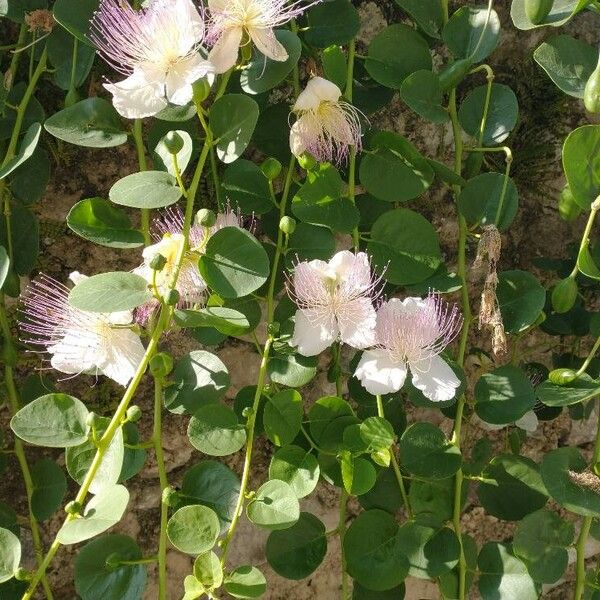 Capparis spinosa Žiedas