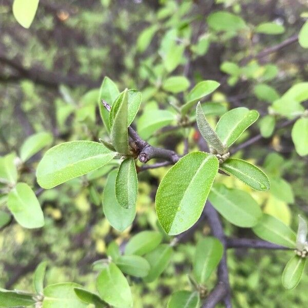 Elaeagnus umbellata Blatt