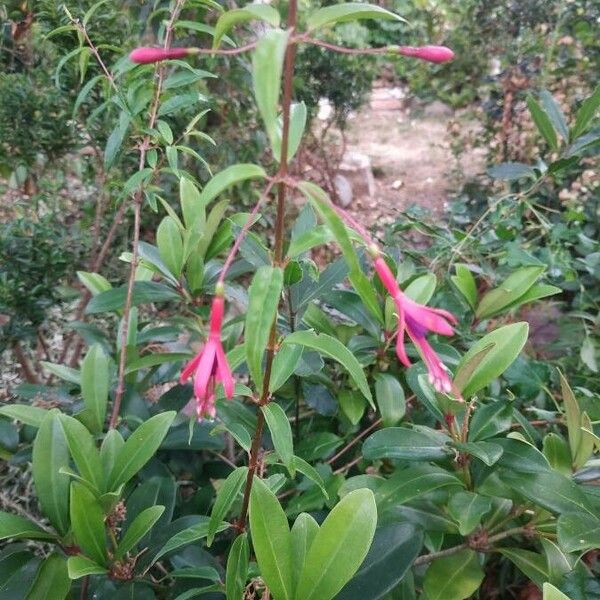 Fuchsia alpestris Цвят