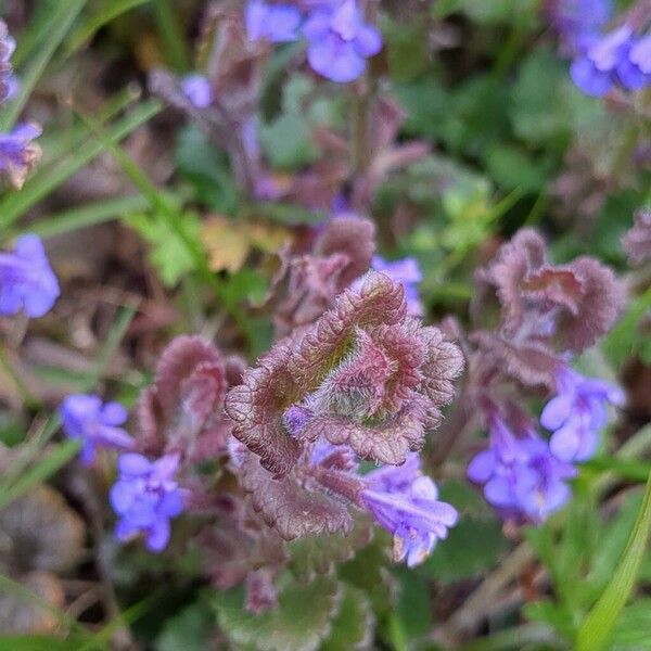 Glechoma hederacea Leaf