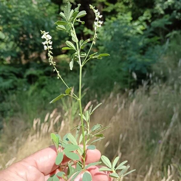 Melilotus albus Цвят