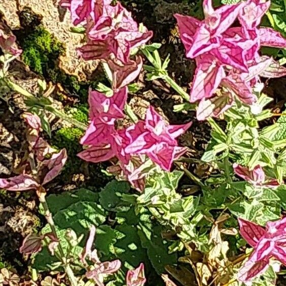 Salvia viridis ᱵᱟᱦᱟ