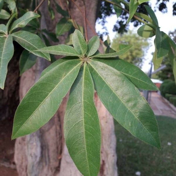 Ceiba pentandra برگ