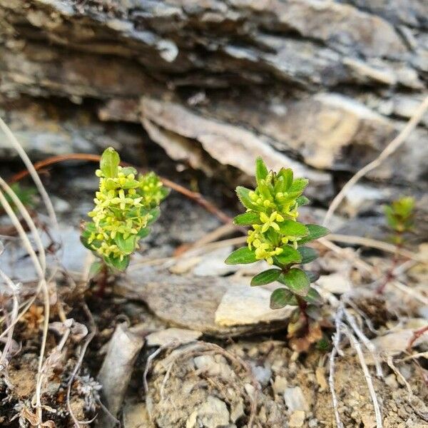 Cruciata glabra Cvet