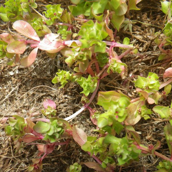 Lythrum borysthenicum 整株植物